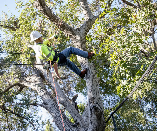 asplundh-tree-staying-safe